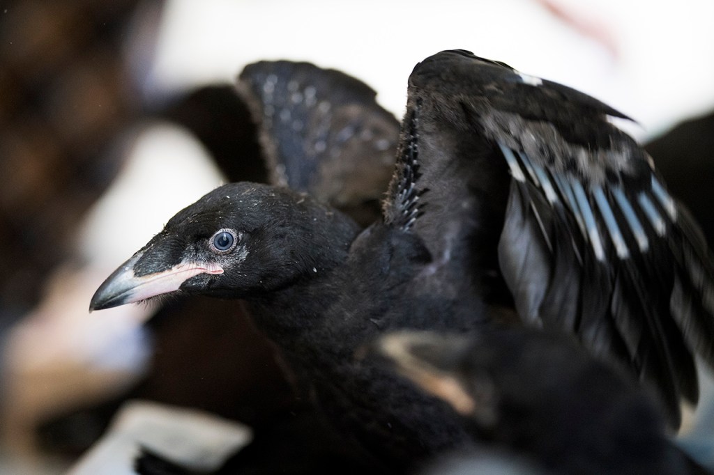 Early social environment